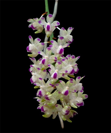 Aerides quinquevulnera