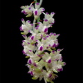 Aerides quinquevulnera