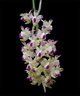 Aerides quinquevulnera