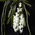 Aerides virens