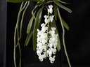 Aerides virens