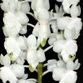 Aerides virens