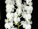 Aerides virens