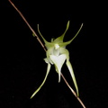 Aeranthes_grandiflora1.jpg