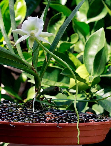 Angraecum Longiscott