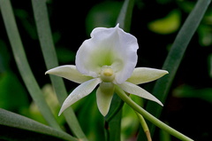 Angraecum Longiscott