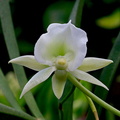 Angraecum Longiscott