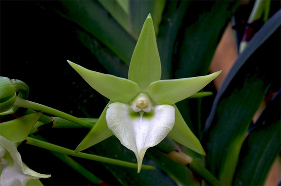 Angraecum Veitchii