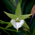 Angraecum Veitchii