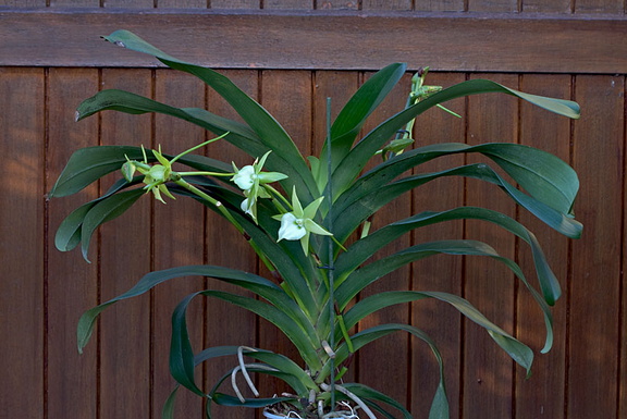 Angraecum Veitchii