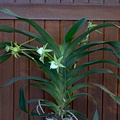 Angraecum Veitchii