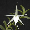 Angraecum bicallosum