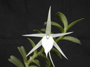 Angraecum bicallosum