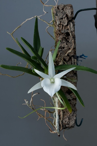 Angraecum_breve1.jpg