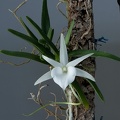 Angraecum breve