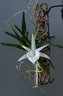 Angraecum breve