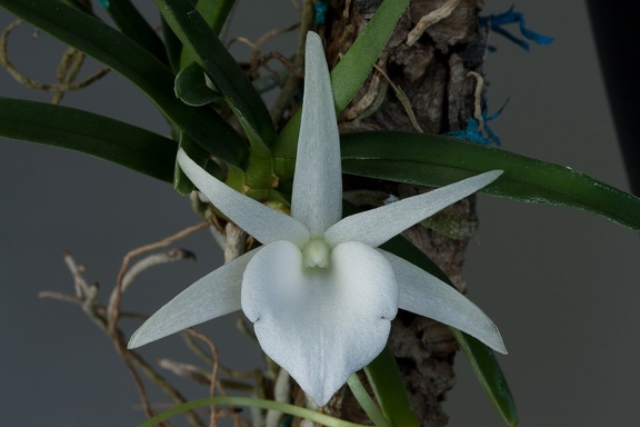 Angraecum breve