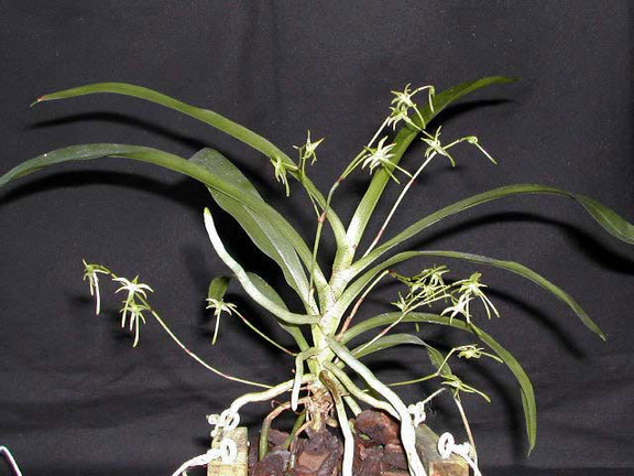 Angraecum calceolus