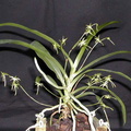 Angraecum calceolus