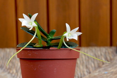 Angraecum compactum