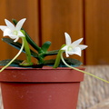 Angraecum compactum