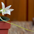 Angraecum compactum