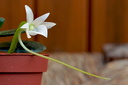 Angraecum compactum