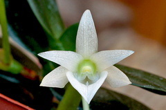 Angraecum compactum