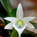 Angraecum compactum