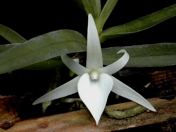 Angraecum didieri