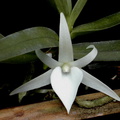 Angraecum didieri