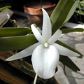 Angraecum didieri