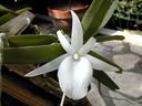 Angraecum didieri