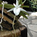 Angraecum didieri