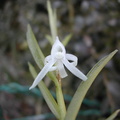 Angraecum doratophyllum