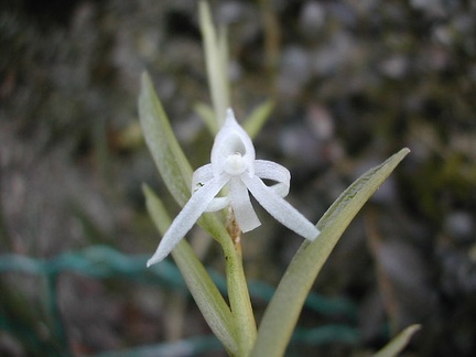 Angraecum doratophyllum