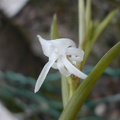 Angraecum doratophyllum
