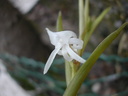 Angraecum doratophyllum