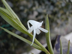 Angraecum doratophyllum