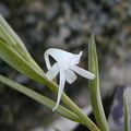 Angraecum doratophyllum