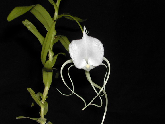 Angraecum germinyanum