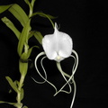 Angraecum germinyanum