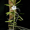 Angraecum_germinyanum2.jpg