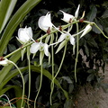 Angraecum longicalcar x comorense