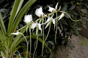 Angraecum longicalcar x comorense