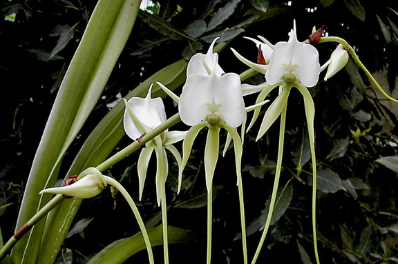 Angraecum longicalcar x comorense