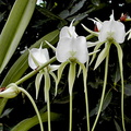 Angraecum longicalcar x comorense