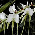 Angraecum longicalcar x comorense