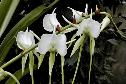 Angraecum longicalcar x comorense