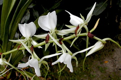 Angraecum longicalcar x comorense